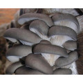 Fresh oyster mushroom